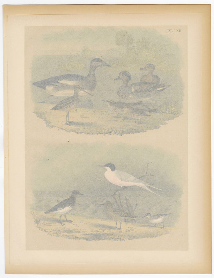 1878 Antique STUDNER'S POPULAR ORNITHOLOGY Original Duck, Sandpiper Lithographic Plate