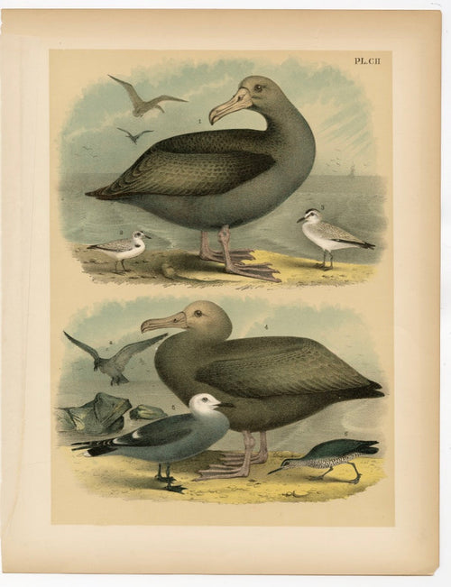1878 Antique STUDNER'S POPULAR ORNITHOLOGY Sea Bird Lithographic Print