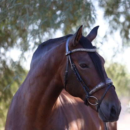 Baroque Black Snaffle Bridle with Light Brown Padding