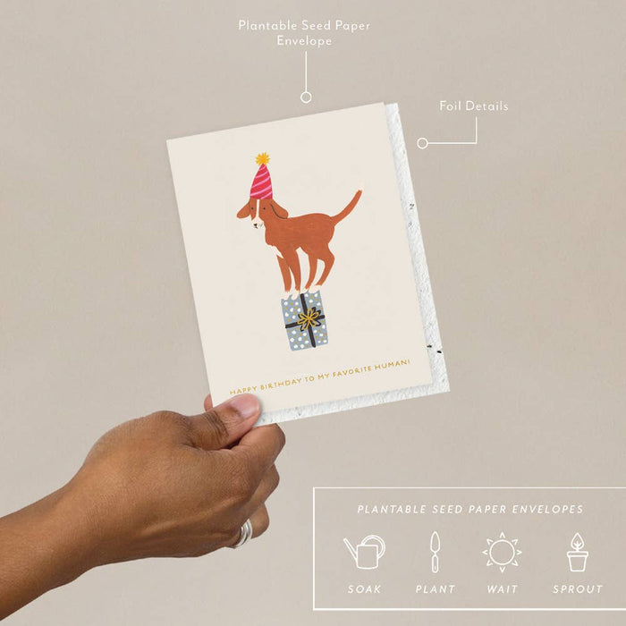 Birthday Dog Birthday Card | Seedlings