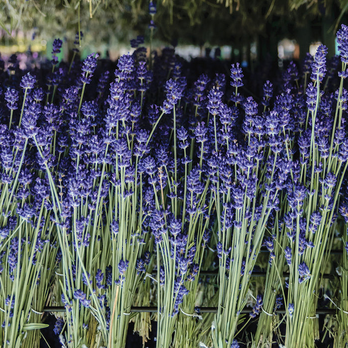 English Lavender Small Veriglass