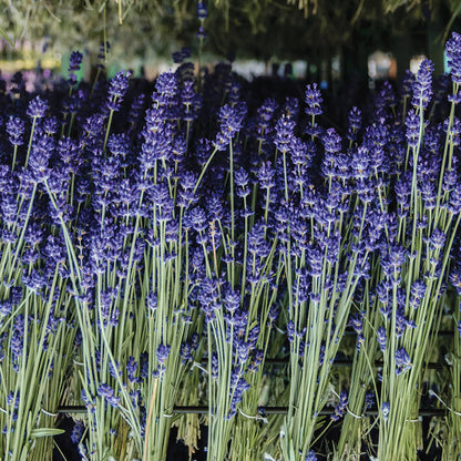 English Lavender Small Veriglass
